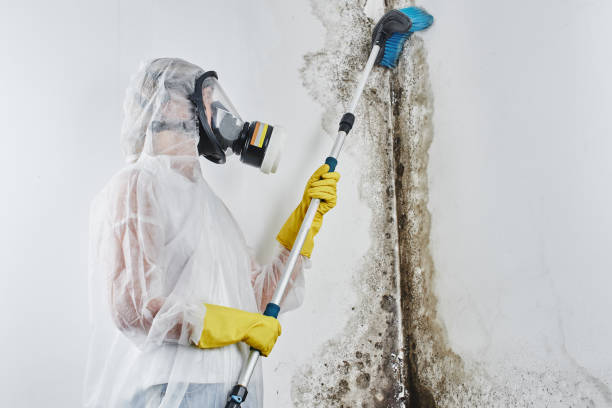 Best Mold Remediation Experts  in Lame Deer, MT