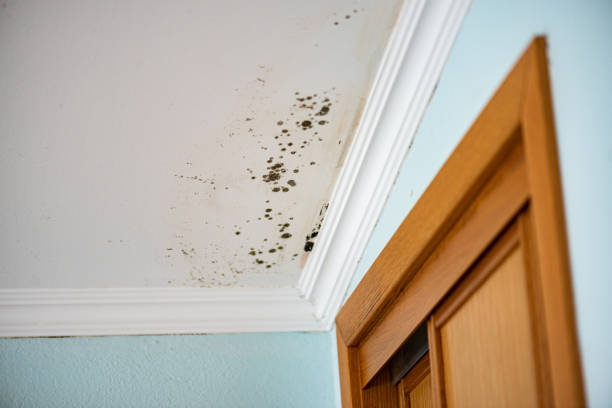 Mold Removal Process in Lame Deer, MT