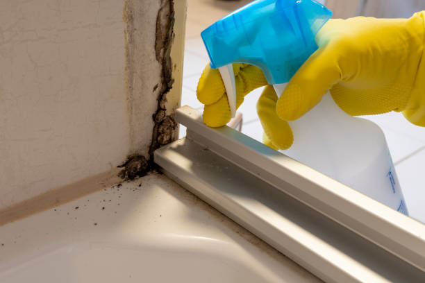 Best Attic Mold Removal  in Lame Deer, MT