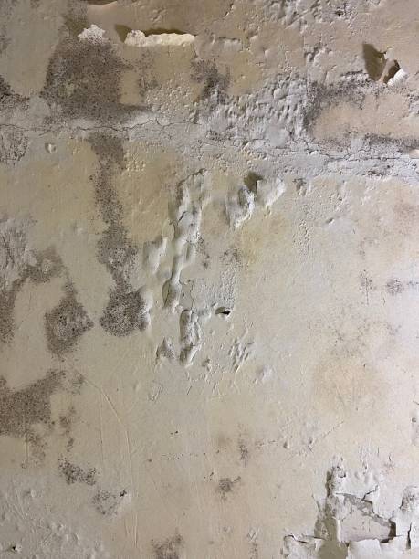 Best Fast Mold Removal  in Lame Deer, MT