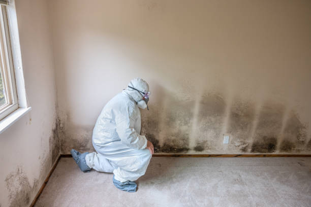 Best Mold Removal Process  in Lame Deer, MT